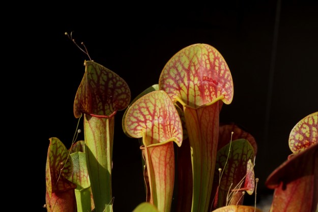 sarracenia amphibien aout 2017 (1)