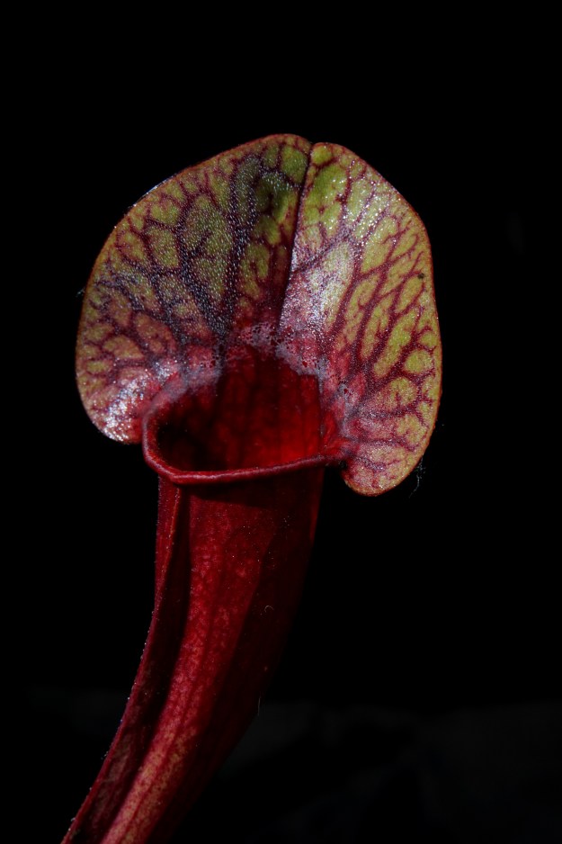 sarracenia amphibien juin 2016 (1)