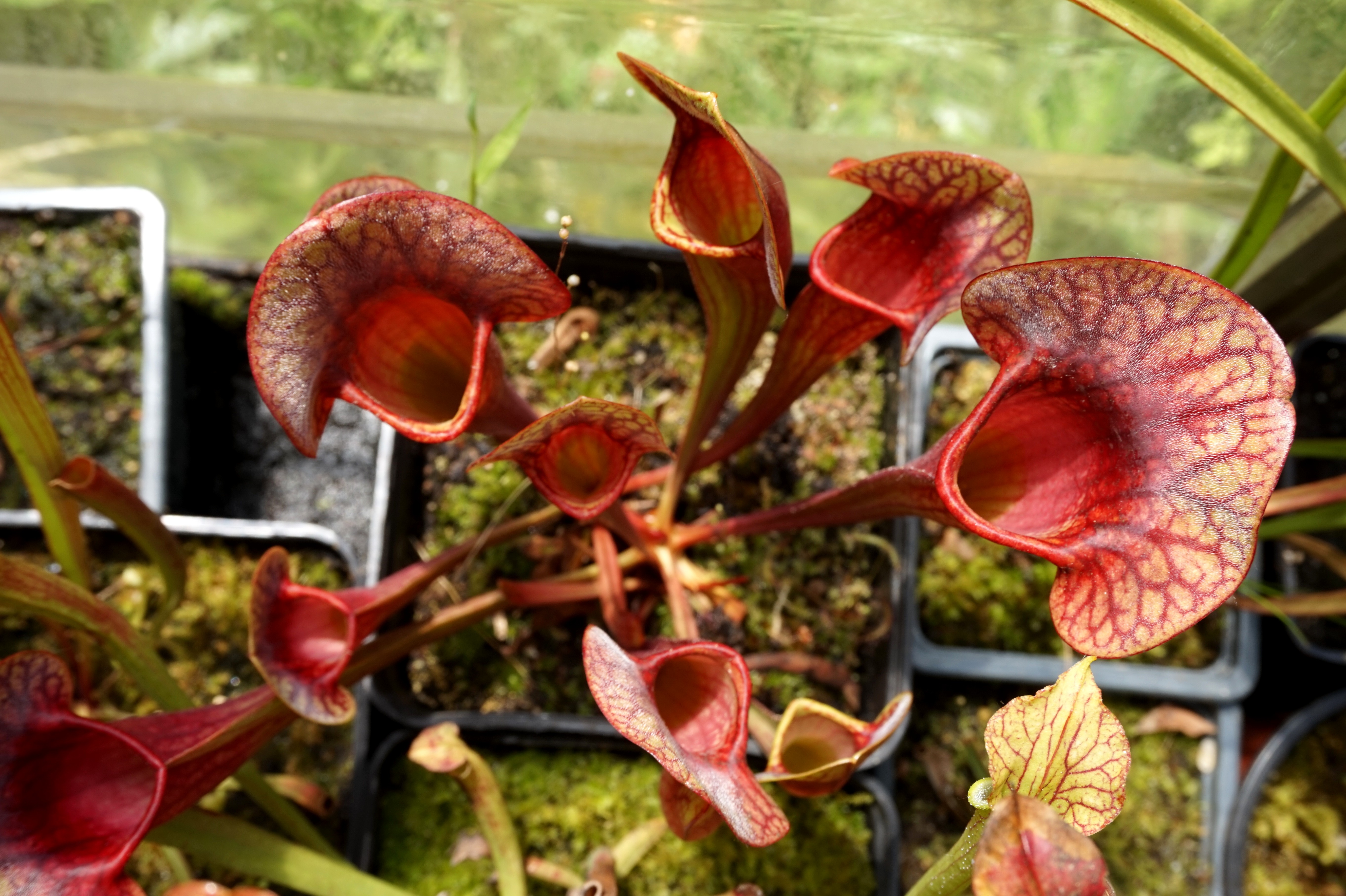 sarracenia amphibien juin 2017