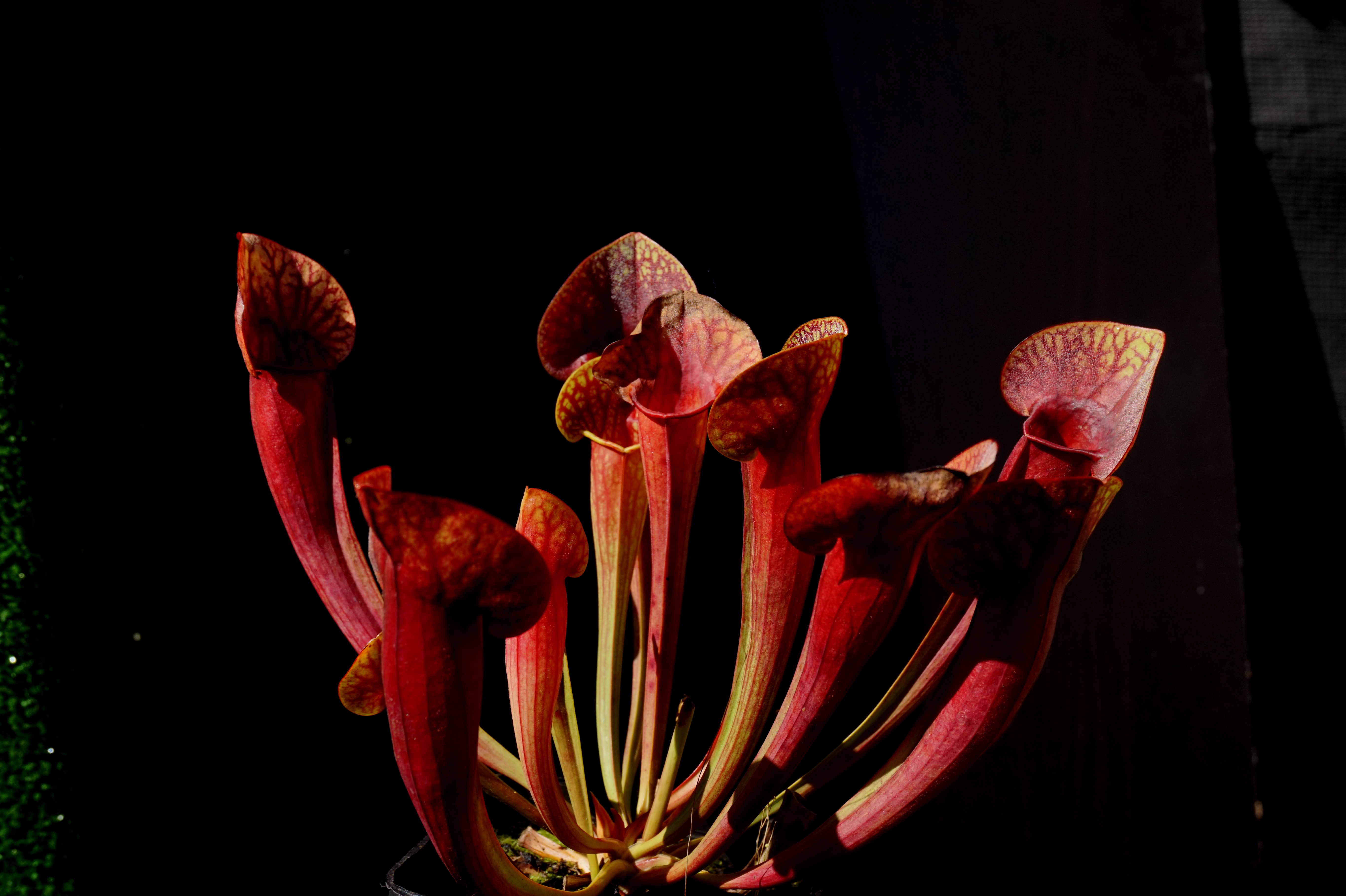 sarracenia amphibien septembre 2018 (2)