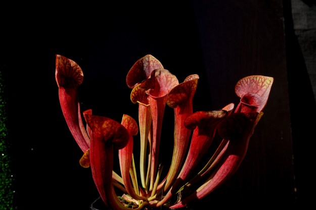 sarracenia amphibien septembre 2018 (2)