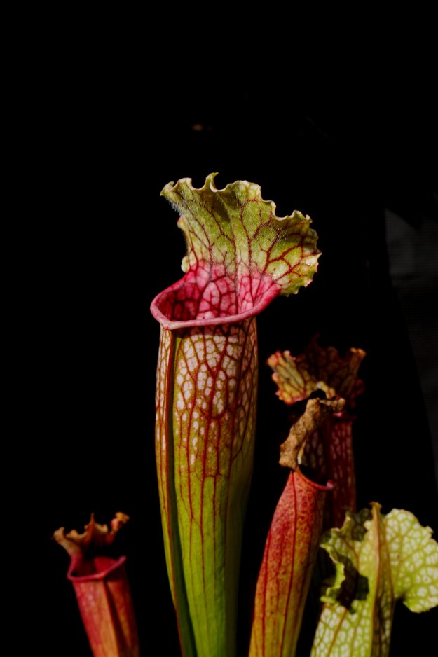 sarracenia angine septembre 2018