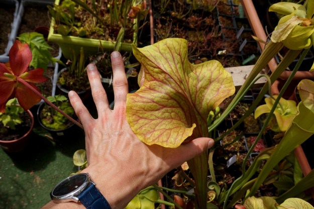 sarracenia dantadelle début mai 2017 (7)