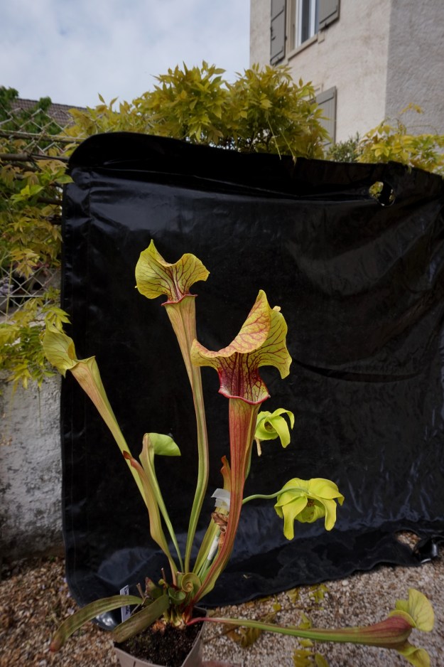 Sarracenia dantadelle début mai 2017 fond noir (1)