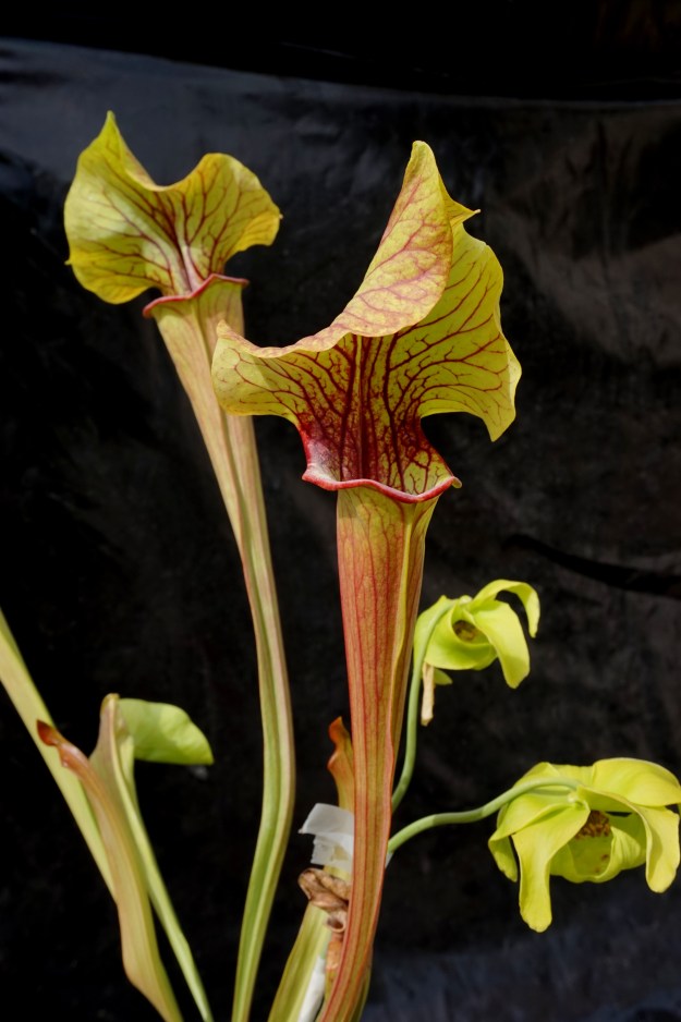 Sarracenia dantadelle début mai 2017 fond noir (7)