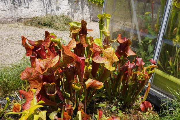 Sarracenia Dantadelle debut juillet 2018 (1)