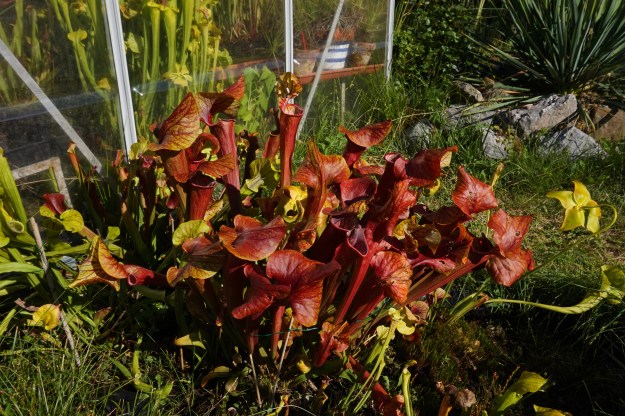 sarracenia dantadelle mi juillet 2018 (3)