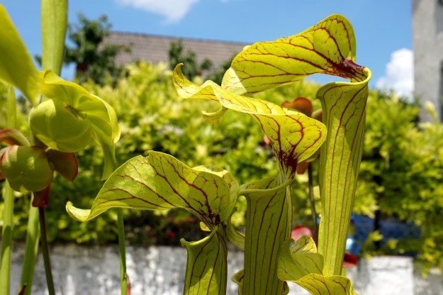 Sarracenia Elvis presley début Juin 2017 (2)