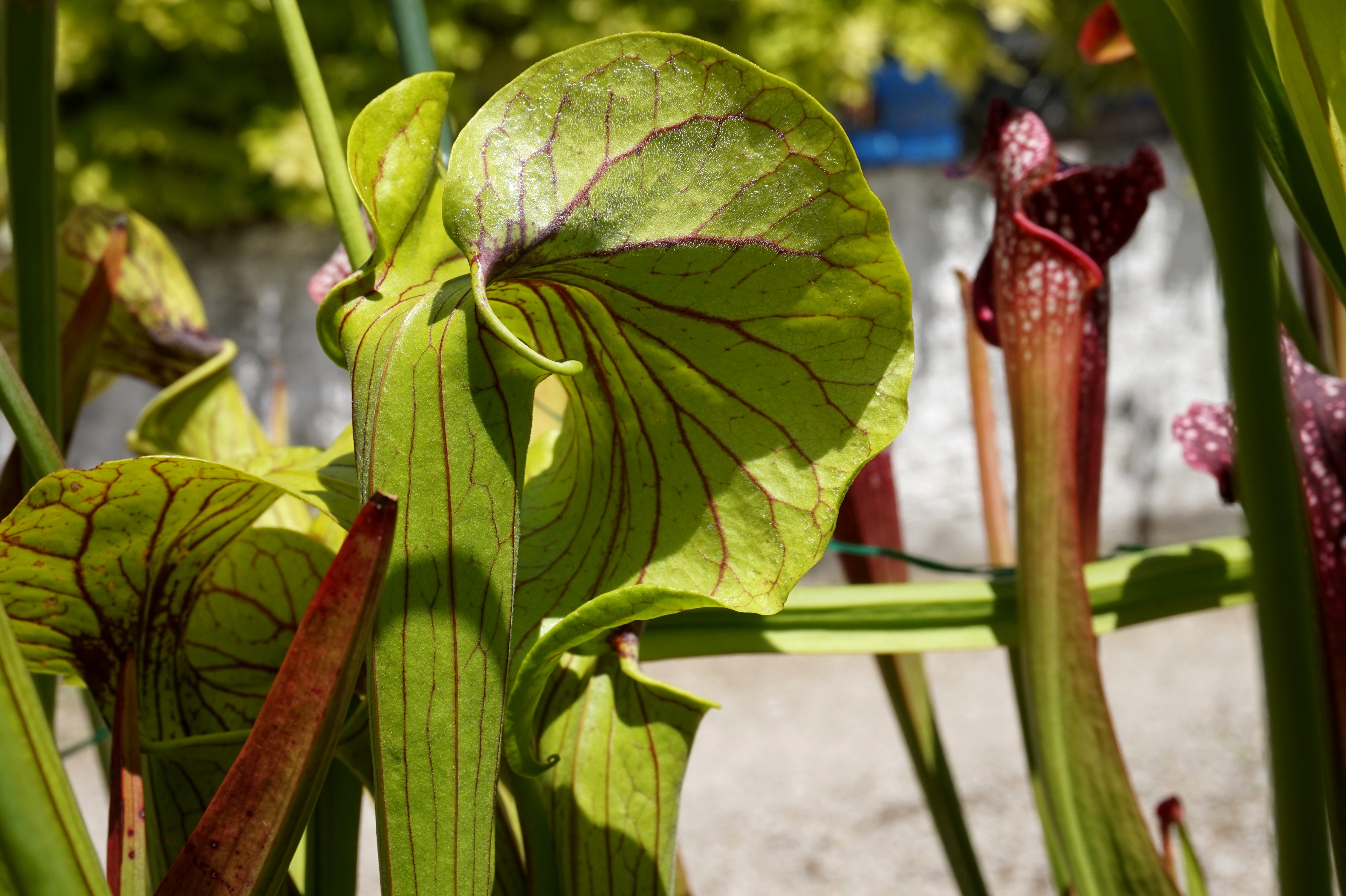 sarracenia elvis presley juin 2017 (4)