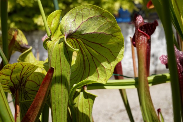 sarracenia elvis presley juin 2017 (4)