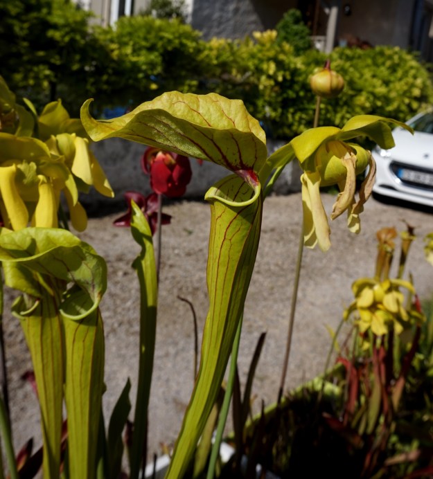 sarracenia elvis presley mai 2017