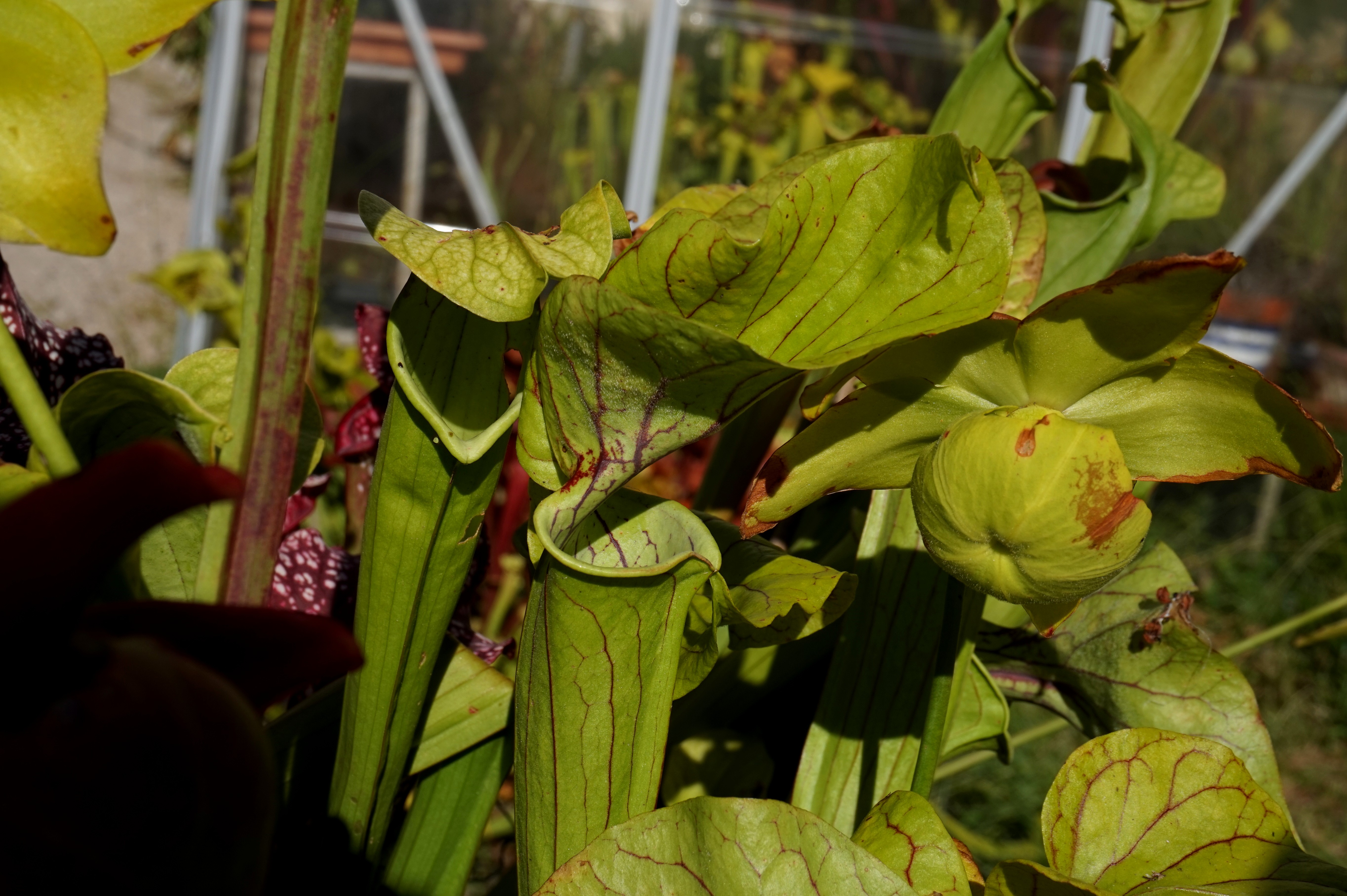 sarracenia elvis presley mi juillet 2018 (1)