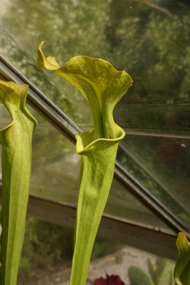 sarracenia mojito début juin 2018 (3)