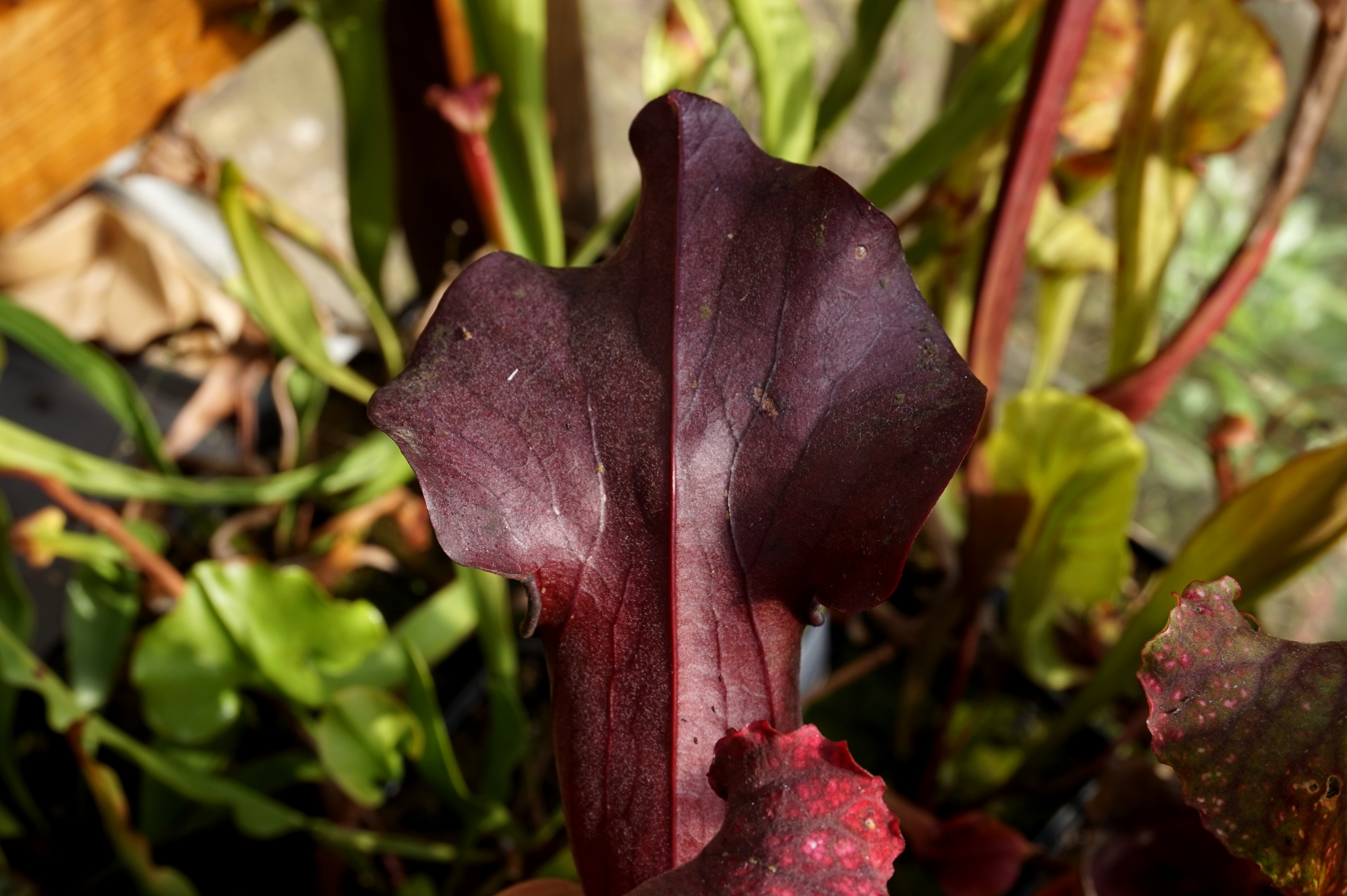 sarracenia rubis rare aout 2017 (2)