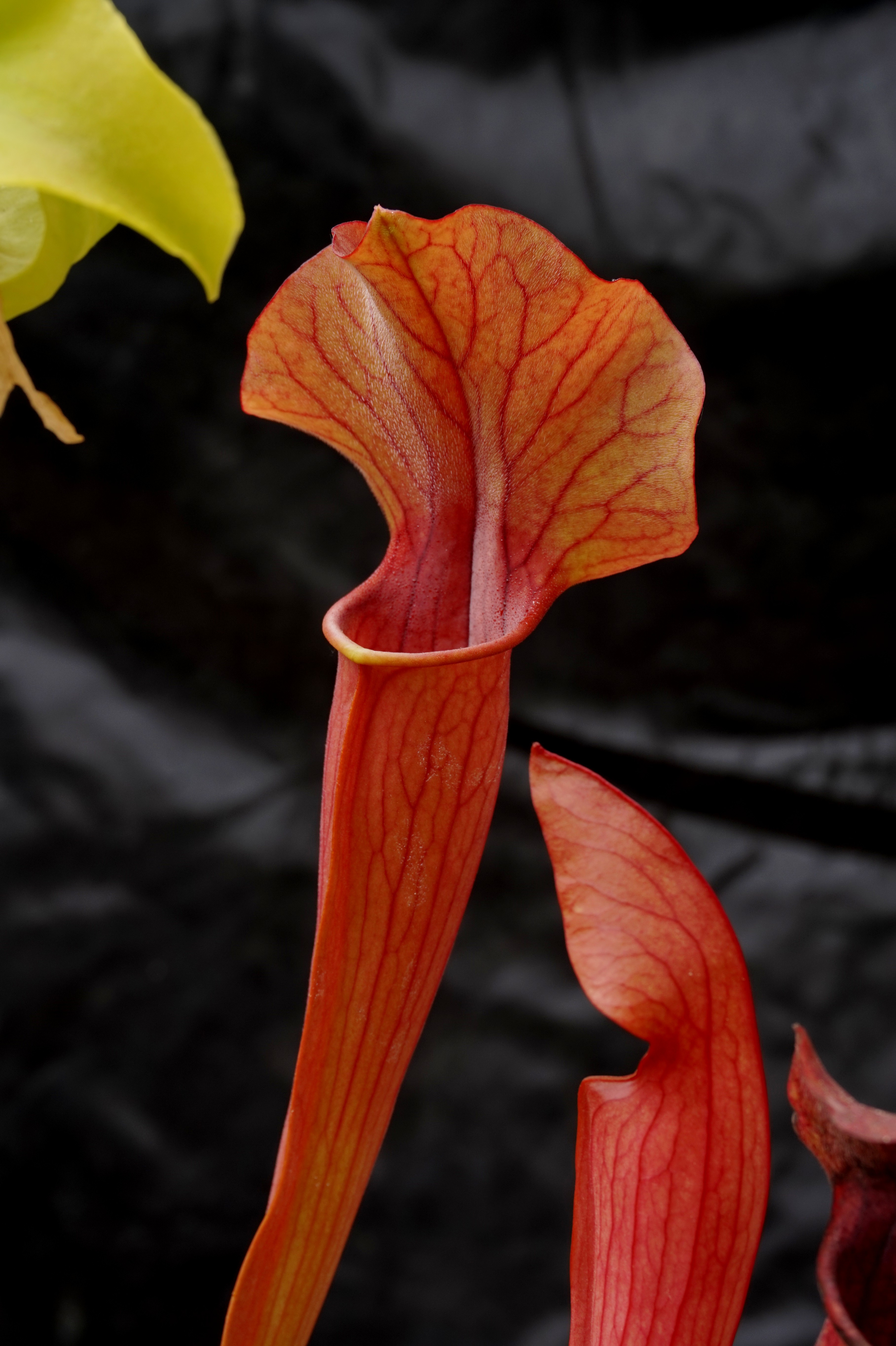 sarracenia rubis rare début mai 2017