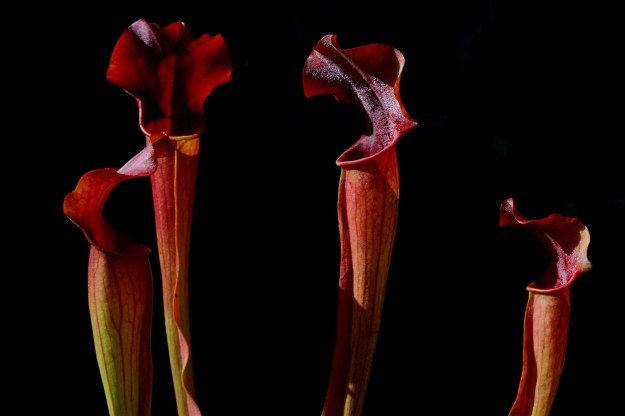 sarracenia rubis rare juin 2016 (1)