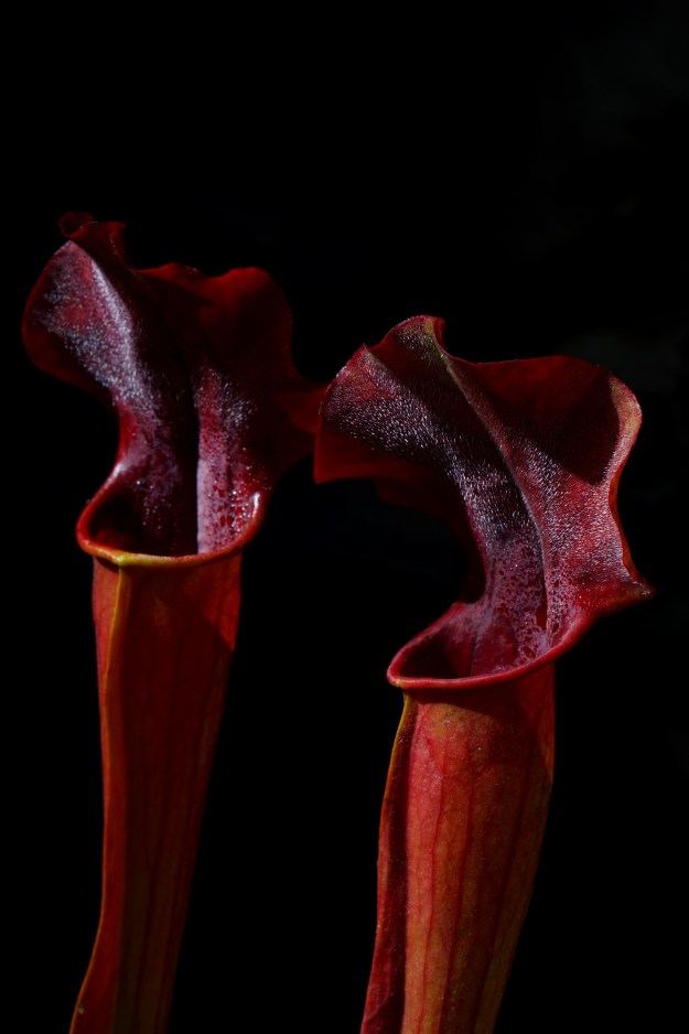 sarracenia rubis rare juin 2016 (2)