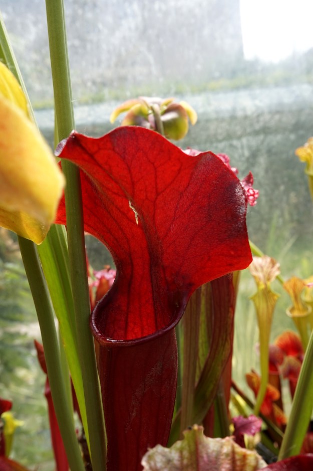 Sarracenia rubis rare juin 2017 (1)