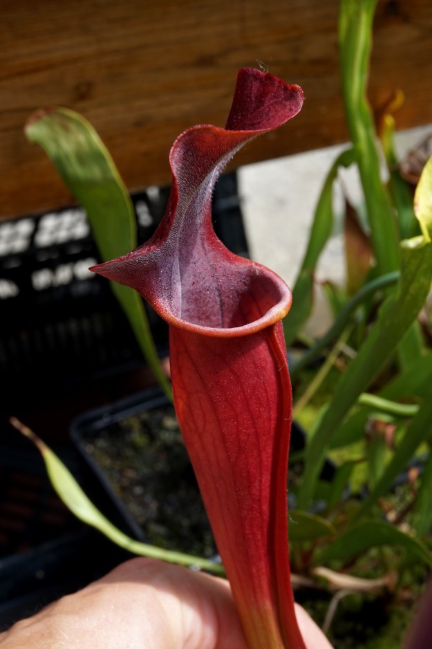 Sarracenia rubis rare juin 2017 (2)