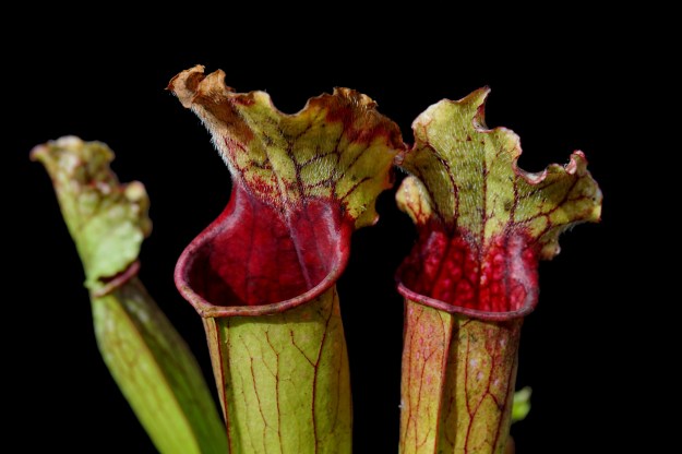 x mitcheliana f1 août 2016 (3)