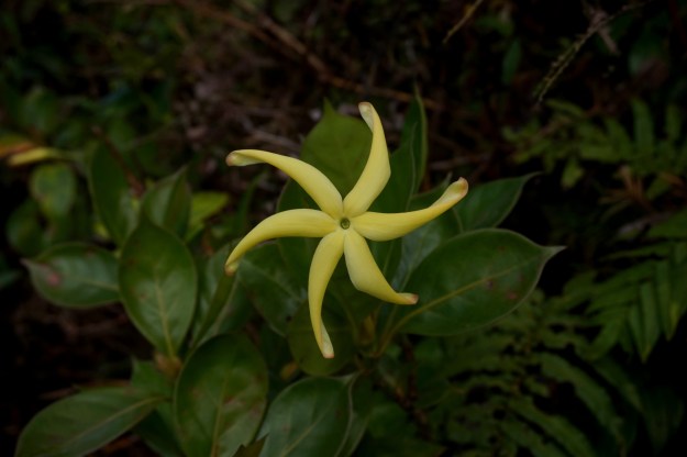 soufrière plantes (10).JPG